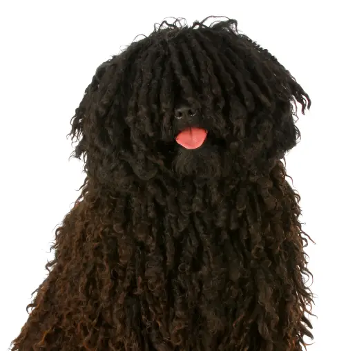 Black Puli